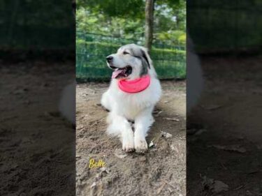 Belle ベル #greatpyrenees #todaysrunrun #グレートピレニーズ #今日のルンルン