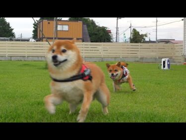 別居生活が解消された柴犬の兄妹、朝活が完全に祭りでした。。