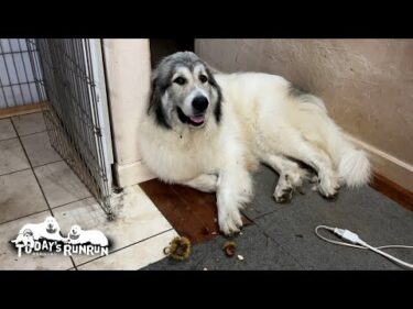 痛くないの？イガグリをムシャムシャかじって遊ぶベルです　Great Pyrenees　グレートピレニーズ