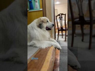 Alain アラン #greatpyrenees #todaysrunrun #グレートピレニーズ #今日のルンルン