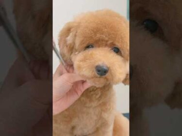 How to Cutting Toy Poodle’s hair! /もこもこトイプードルのトリミング #shorts #grooming #puppy