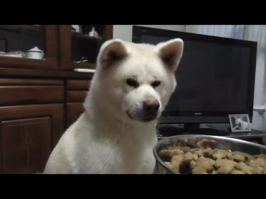 【秋田犬ゆうき】もう良い大人なのだが腹ペコ状態の時は仔犬並みのスピードでフード平らげる【akita dog】