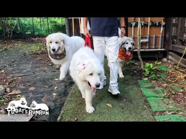 病院を警戒して車に乗らないベルと早くしなさいと教育的指導をするアランです　Great Pyrenees　グレートピレニーズ