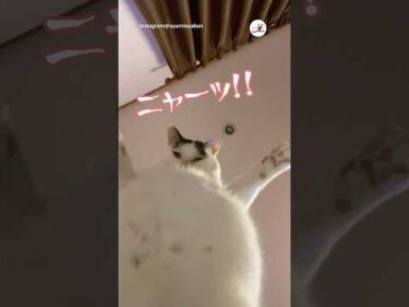 降り掛かってくるニャンコ｜PECO #猫 #愛猫家 #おもしろ猫 #猫のいる暮らし #cat #catlover #funnycat #catlife