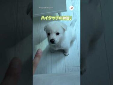 子犬とハイタッチの練習してみたが…｜PECO #子犬 #ミックス犬 #愛犬家 #子犬のいる暮らし #puppy #mixedbreed #doglover #puppylove #puppylife