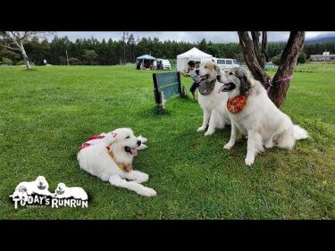 高原の牧場でのんびり休日を楽しんだルンルンとアランとベルです　Great Pyrenees　グレートピレニーズ