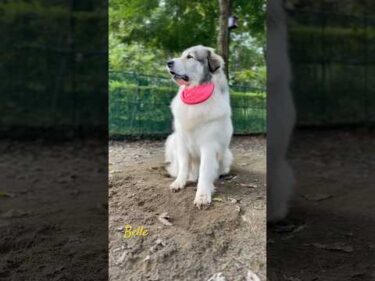 Belle ベル #greatpyrenees #todaysrunrun #グレートピレニーズ #今日のルンルン