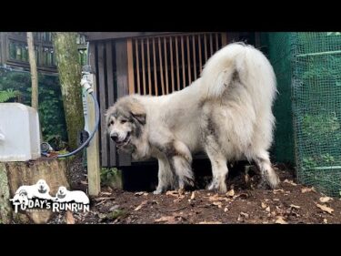 自分が白い犬だという自覚が全く無い穴掘り職人のベルです　Great Pyrenees　グレートピレニーズ