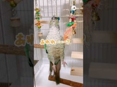 無計画すぎて足場を見失うインコさん🦜💦｜PECO #ウロコインコ #インコ #鳥 #インコのいる暮らし #parakeet #parakeetlove #bird #birdlover