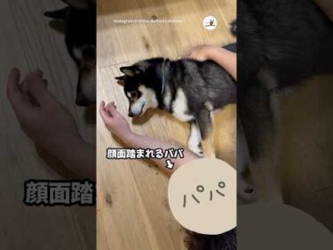 距離感を大事にしたい柴さん｜PECO #柴犬 #黒柴 #柴犬のいる暮らし #柴犬大好き #shiba #shibainu #shibainulife #shibainulove