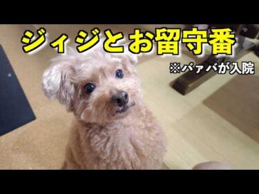 母が入院。ジィジと兄妹犬でお留守番する事になりました【トイプードル】