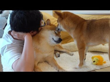 柴犬と猫を救いたい‥寒すぎるのでコタツを出してあげたら想像以上に可愛い展開に。。