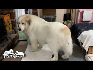 外へ行くのが面倒でテキトーに吠えて番犬しました感を出すアランです　Great Pyrenees　グレートピレニーズ