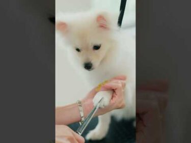 初めてのトリミングにやってきたポメラニアン/ Pomeranian Grooming #shorts