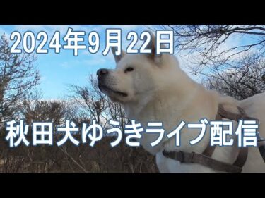 今宵の秋田犬ゆうき　２０２４年９月２２日