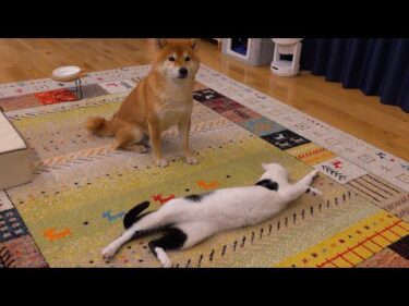 猫の大暴走で珍しく叱る柴犬、絆に亀裂が入るかと思いきや直後。。