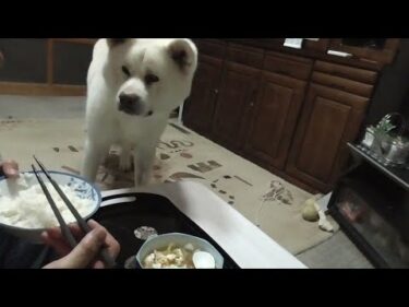 【秋田犬ゆうき】飼い主がきちんとフードを完食するかごちそうさまでした♪までしっかり見届ける【akita dog】