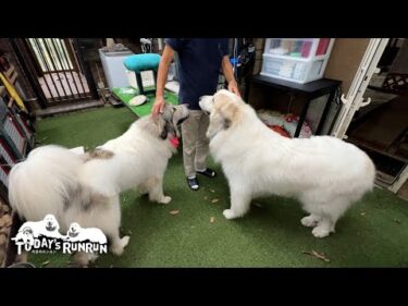 行き先はどんぐり病院！嬉しくてはしゃぎ出すアランとベルです　Great Pyrenees　グレートピレニーズ