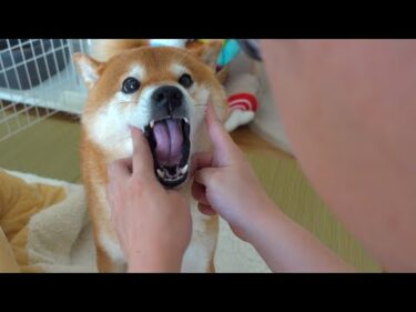 どうしたの‥？飼い主に喜びの報告を連発する柴犬が可愛すぎる。。