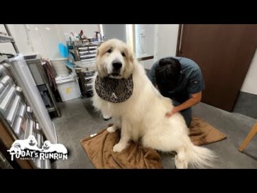 施術中にお父さんが退出したら急に不安になってしまったアランです　Great Pyrenees　グレートピレニーズ