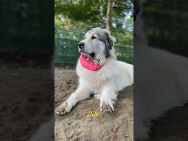 Belle ベル #greatpyrenees #todaysrunrun #グレートピレニーズ #今日のルンルン