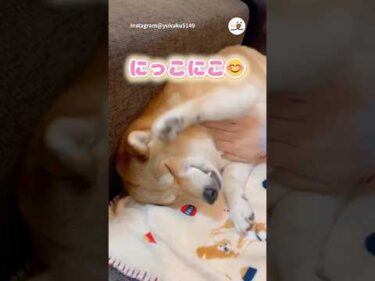 ハッピー♪ハッピー♪｜PECO #柴犬 #赤柴 #茶柴 #柴犬のいる暮らし #柴犬大好き #shiba #shibainu #shibainulife #shibainulove