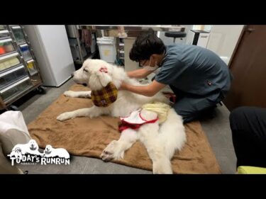 どんぐり先生お墨付き！とても体調が良いルンルンです　Great Pyrenees　グレートピレニーズ