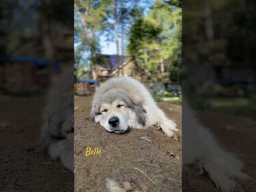 Belle ベル #greatpyrenees #todaysrunrun #グレートピレニーズ #今日のルンルン