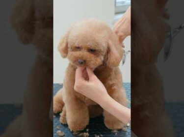 How to Grooming fluffy Toy Poodle / モコモコなトイプーをトリミングしたら #shorts #doggrooming #asmr