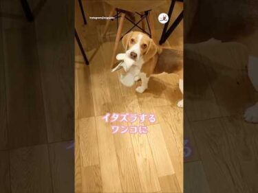 ワンコのイタズラを止める言葉♩｜PECO #ビーグル #犬 #愛犬家 #犬のいる暮らし #beagle #dog #doglover #doglife