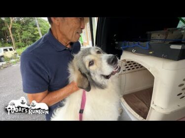 せっかく車から降りたし探索したいし…再乗車を渋ったベルです　Great Pyrenees　グレートピレニーズ