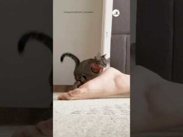 ひじきちゃんを100％捕まえる方法｜PECO #保護猫 #愛猫家 #保護猫のいる暮らし #rescuedcat #catlover #rescuedcatlife