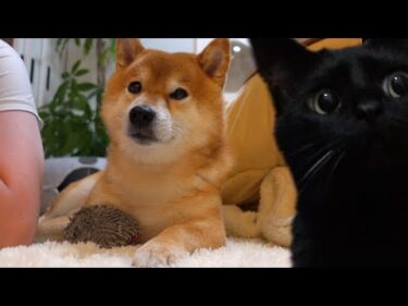 かわいい‥！柴犬に恋する猫の推し活ドキュメントがこちら。