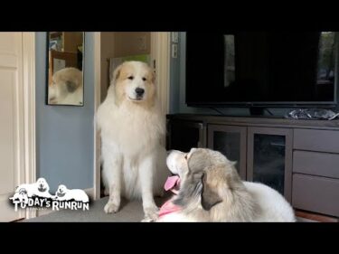 無言の圧力で平和的にベルを縄張りから追い出すアランです　Great Pyrenees　グレートピレニーズ