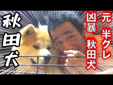 人生を変えた秋田犬「命」（アキラ）総集編