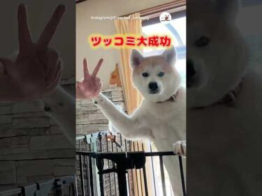 もしもワンコがツッコミをしたら…｜PECO #秋田犬 #大型犬 #愛犬家 #秋田犬がいる暮らし #akitainu #dog #doglover #doglife