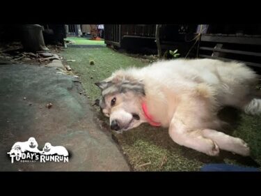 外が涼しくて気持ちが良いのでなかなか家に入らないベルです　Great Pyrenees　グレートピレニーズ