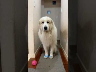 Alain アラン #greatpyrenees #todaysrunrun #グレートピレニーズ #今日のルンルン