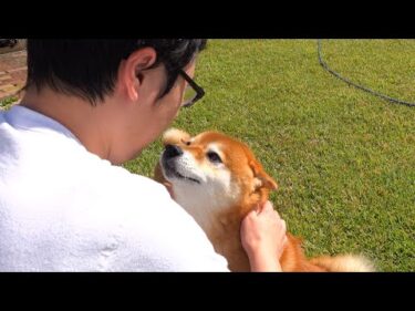 怖い声が聞こえる！謎の声を必死でパパに伝える柴犬が可愛すぎる。