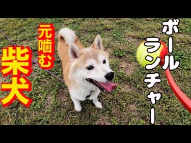 【元噛み犬】柴犬エガちゃんと畑でボール遊び