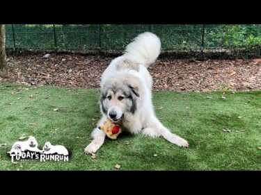 お気に入りのピカチュウを誰にも渡したくないベルです　Great Pyrenees　グレートピレニーズ