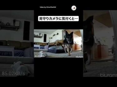 ワンコのプライベートは守られた……📹️🚫｜PECO #ジャーマンシェパード #大型犬 #犬のいる暮らし #germanshepherd #dog #doglife