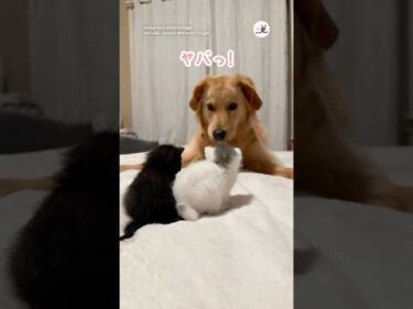 保護した子猫たちが尊すぎて💕｜PECO #犬と猫 #ゴールデンレトリバー #子猫 #犬と猫のいる暮らし #dogandcat #goldenretriever  @GoldensDigger