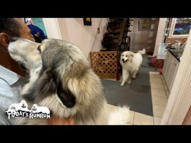 4日ぶりにお父さんが帰宅しとても嬉しかったルンルンとアランとベルです　Great Pyrenees　グレートピレニーズ