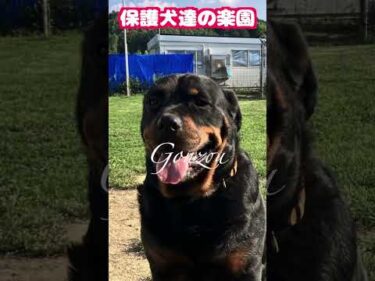 gonzou　#rottweiler #rescue #dogs #short