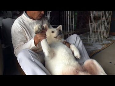 【秋田犬ゆうき】後ろ抱っこは面倒臭いところもあるが体の状態を見てくれたりするので我慢する【akita dog】