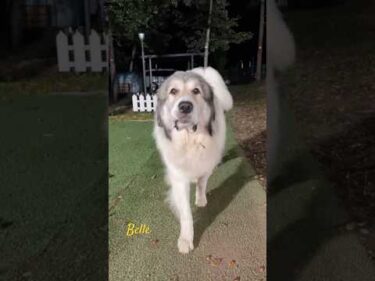 Belle ベル #greatpyrenees #todaysrunrun #グレートピレニーズ #今日のルンルン