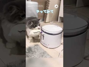 お友達にお水を飲ませたい猫｜PECO #子猫 #ミヌエット #愛猫家 #子猫のいる生活 #kitten #minuet #catlover #kittenlife