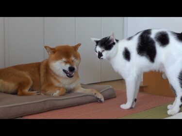 柴犬専用の布団で猫が大変なことになりました。。