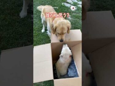 妹が届いた｜PECO #ゴールデンレトリバー #子犬 #大型犬 #愛犬家 #子犬のいる暮らし #goldenretriever #puppy #dog #doglover #puppylife